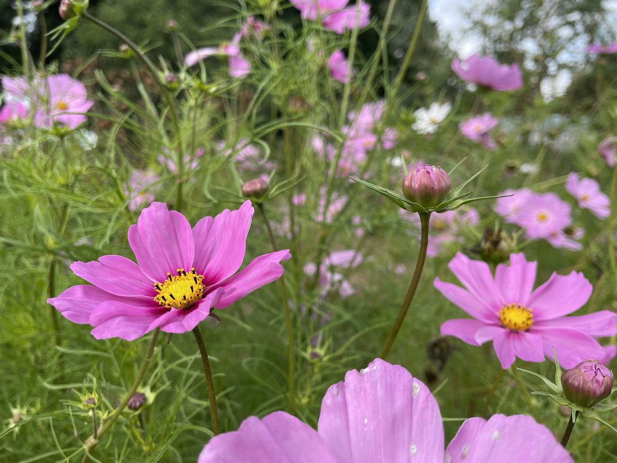 Deep dive into how plants work