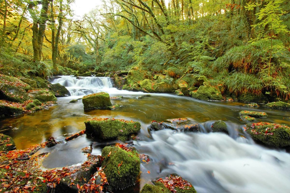 Golitha Falls Monthly Volunteer Task Day