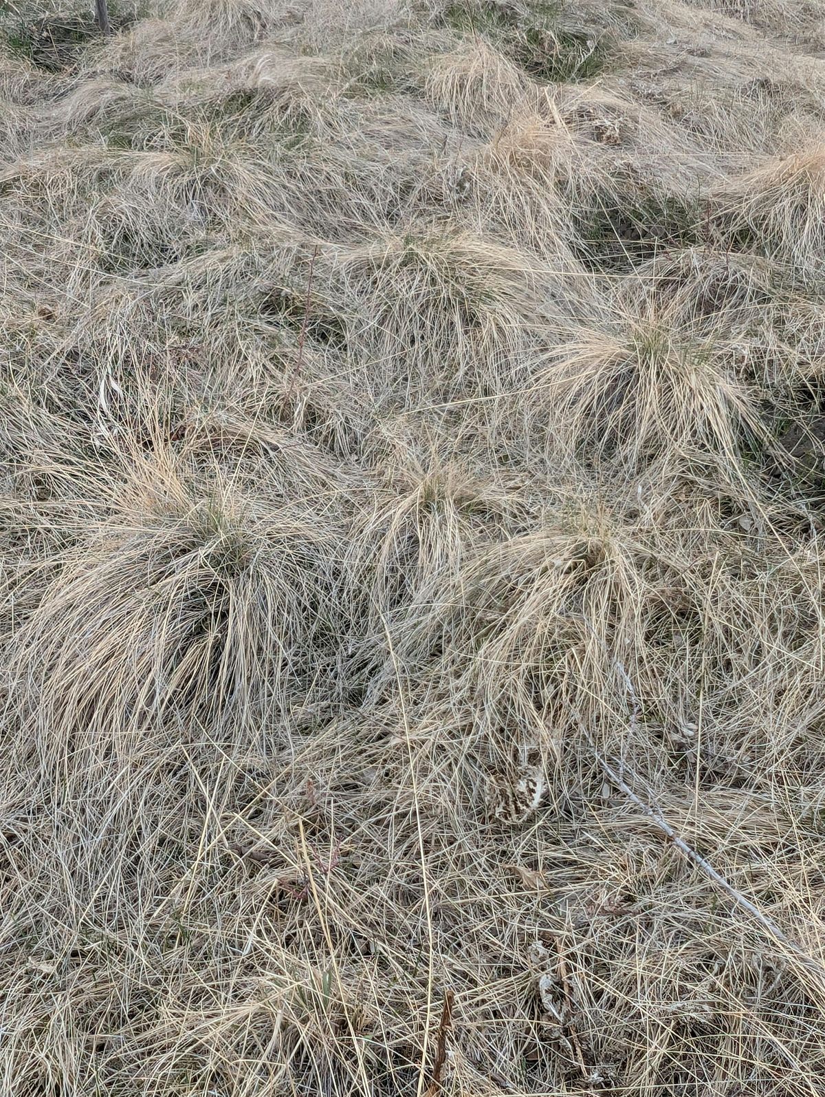 Grasslands: Deep Roots, Strong Systems
