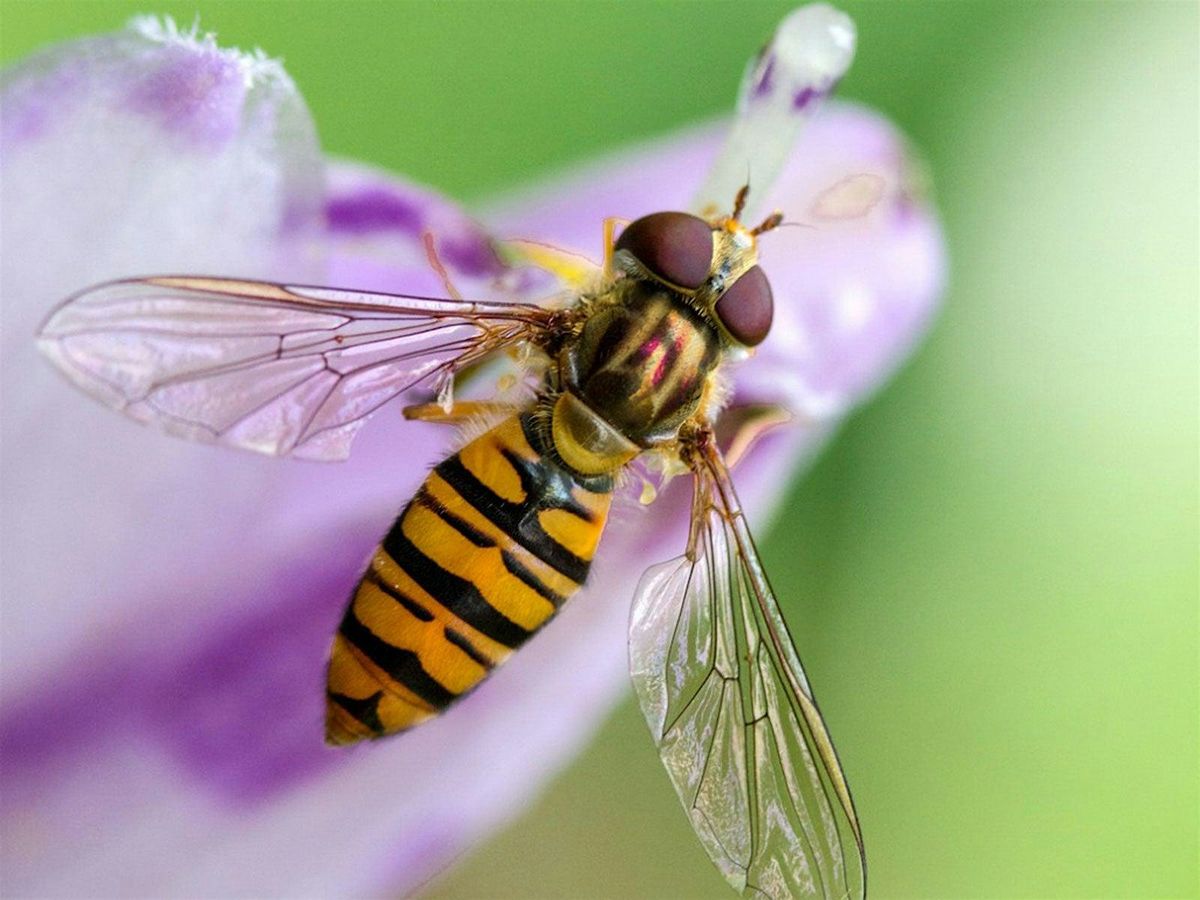 Hoverfly ID training