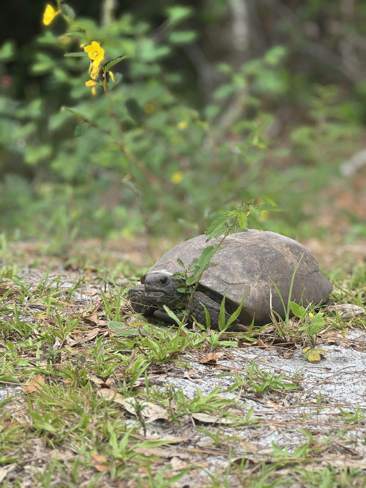 Our Florida Wildlife Series Nature Walk- Keep Them Wild!