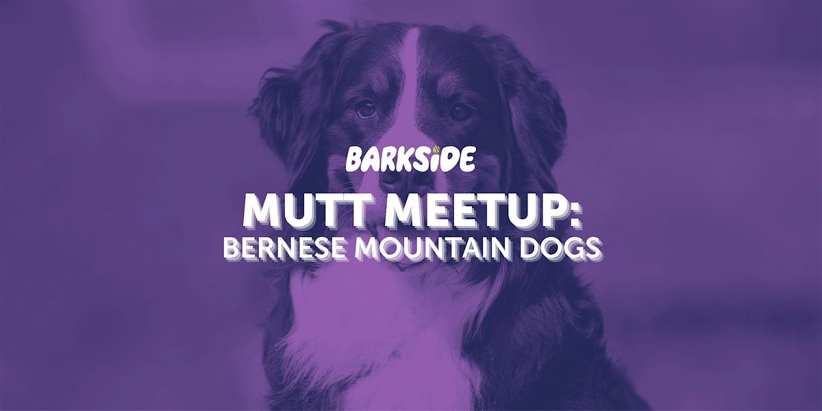 Mutt Meetup: Bernese Mountain Dogs