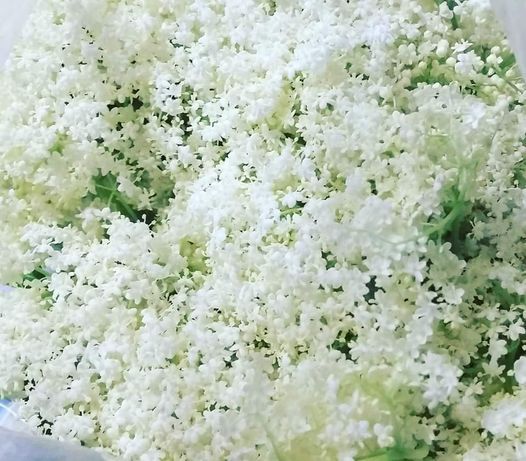 キャンセルがでたので再募集 初夏の香りを楽しむエルダーフラワーフラワーの会 イギリスを知るカフェ Pin横浜市中区 Fujisawa 13 May 21