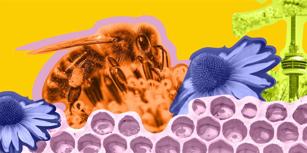 A Taste of Beekeeping in Toronto