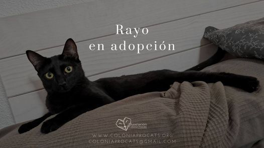 Rayo adoptado, Asociaci\u00f3n Colonia Procats