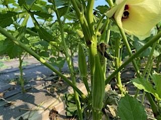 Volunteer & Learn How to Harvest Fresh Vegetables