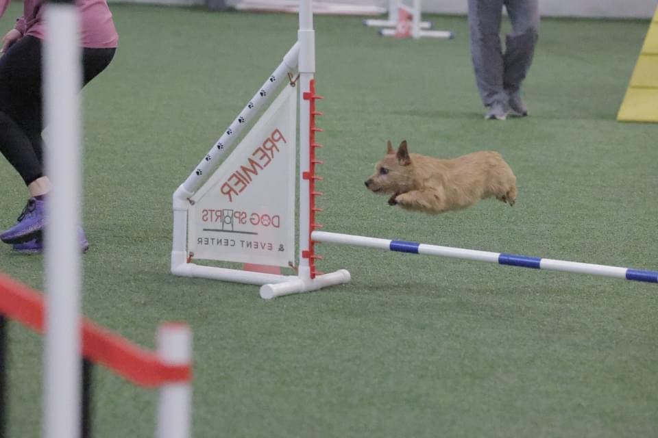 WLTC agility  trial 11\/29- 12\/1