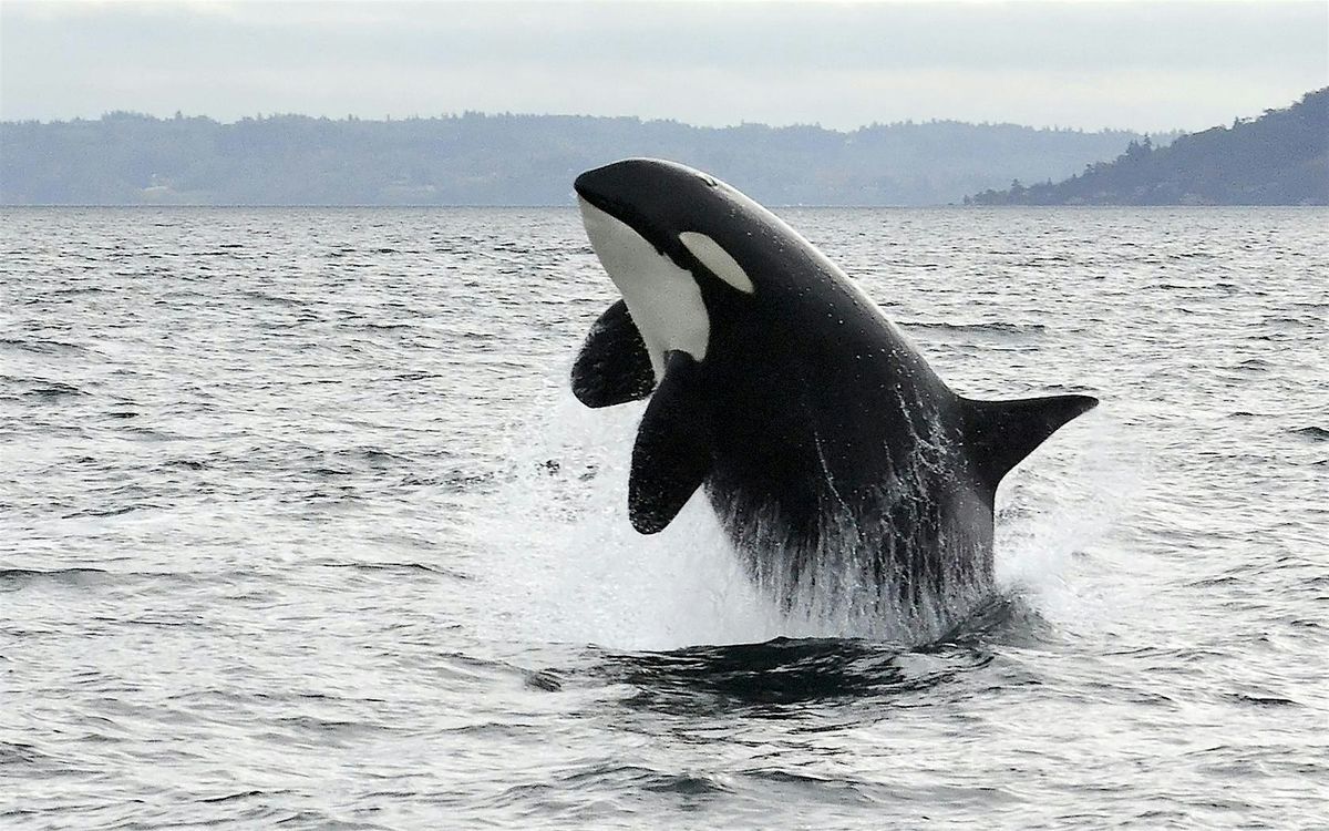 Celebrate Orca Recovery Day with a KWTales online activity!