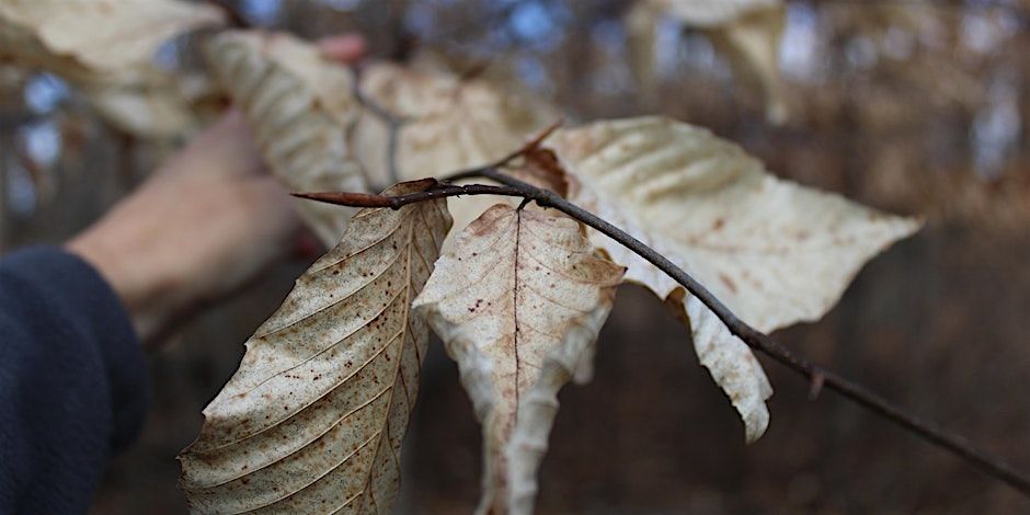 Wednesday Walk: Winter Tree ID