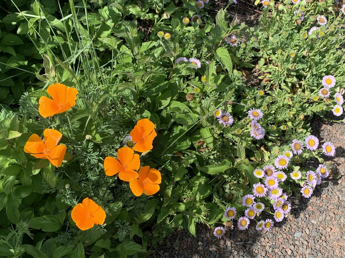 Native Plant Garden Volunteer Day at the Laguna Environmental Center