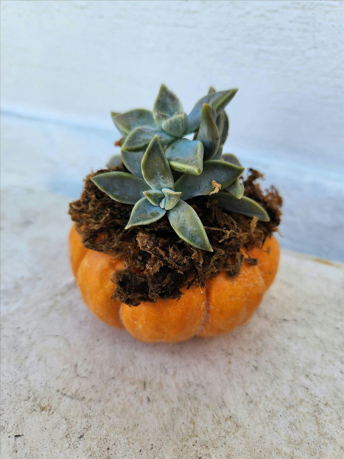 Make Your Own Seasonal Succulent Centerpieces