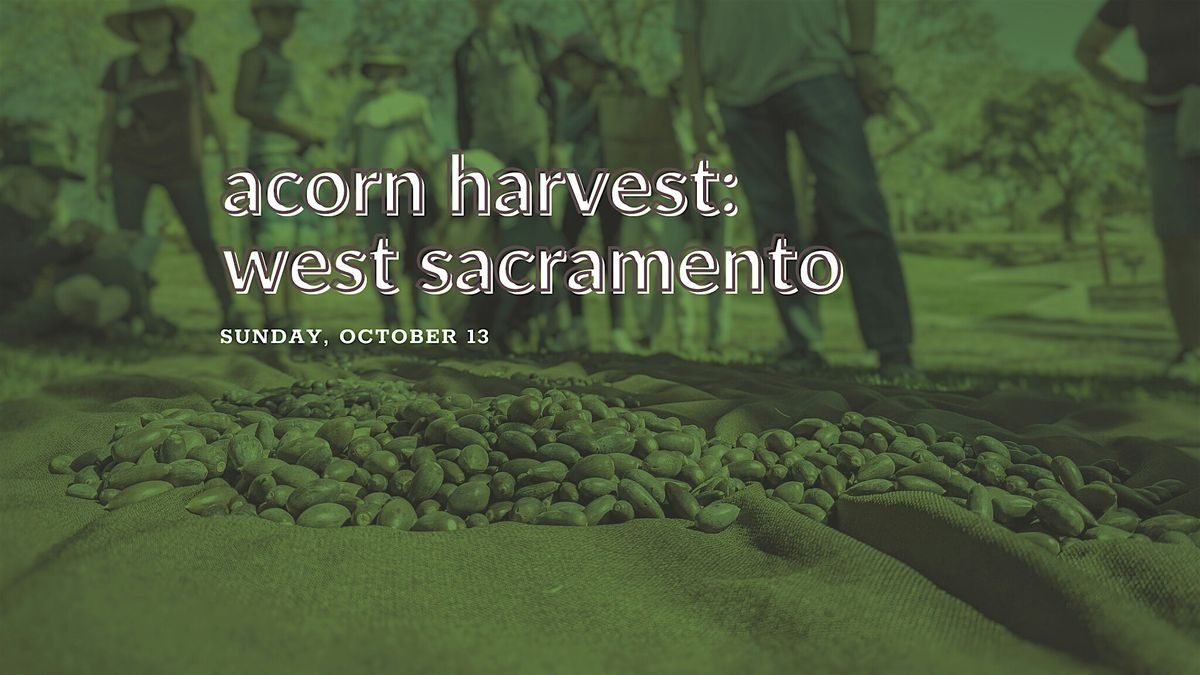 Acorn Harvest: West Sacramento