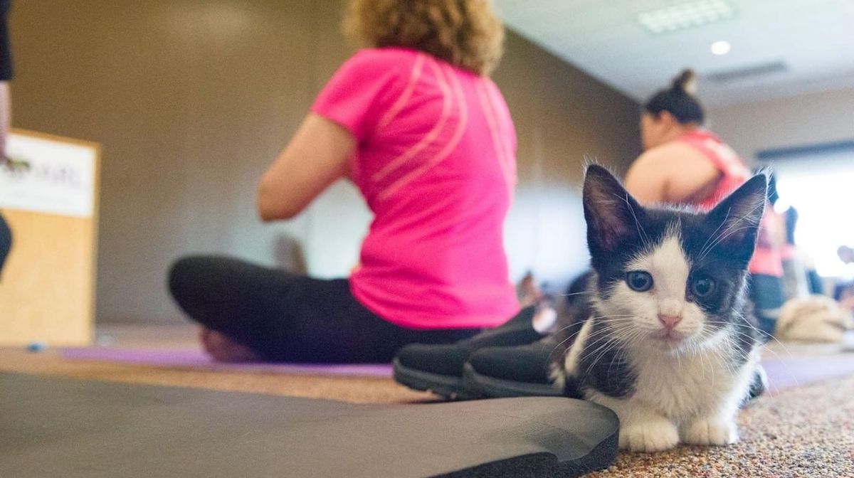 Final Kitten Yoga of 2024!