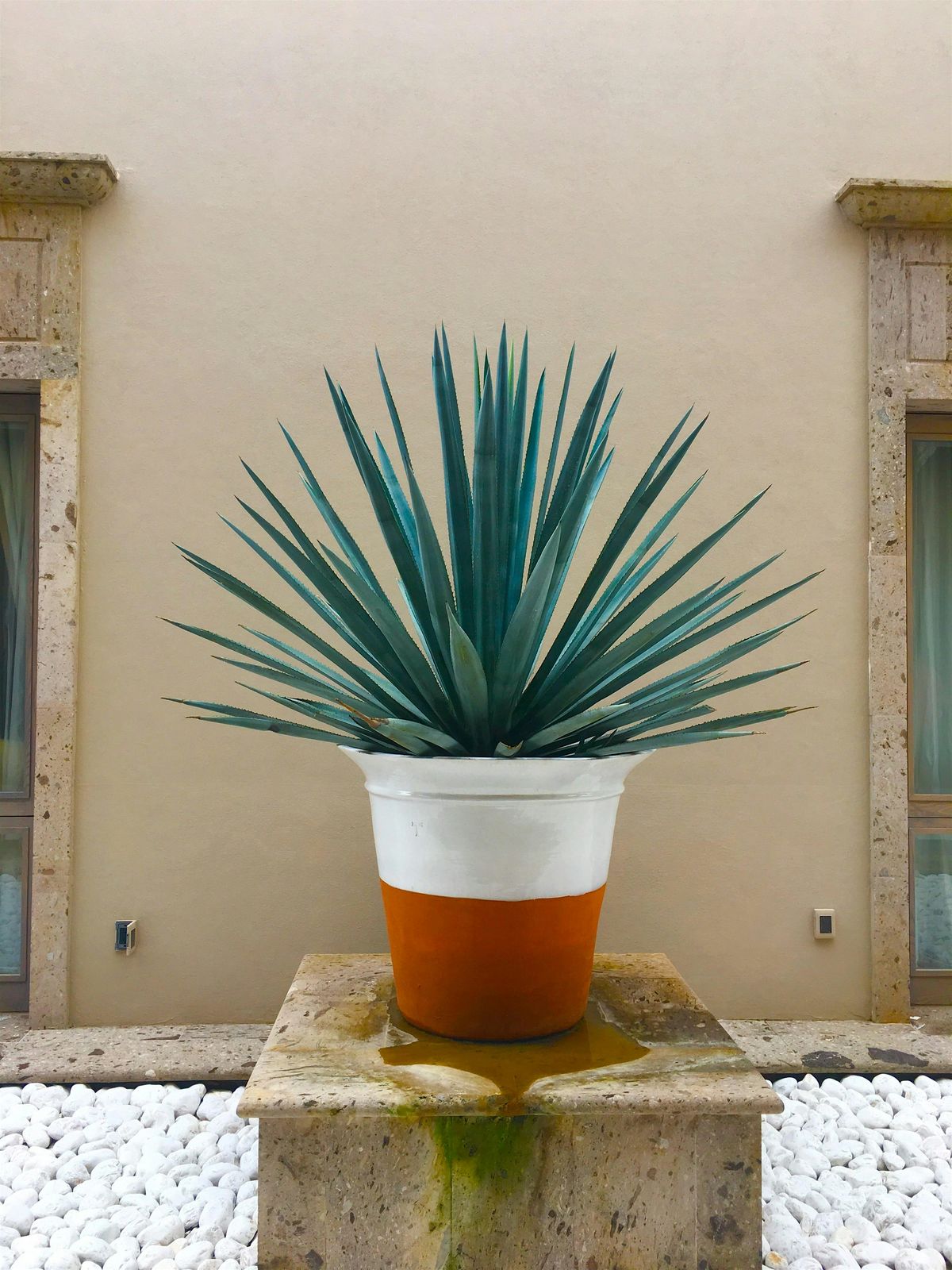 KCA\u2019s All things Agave! Lets Talk Tequila & Mezcal!