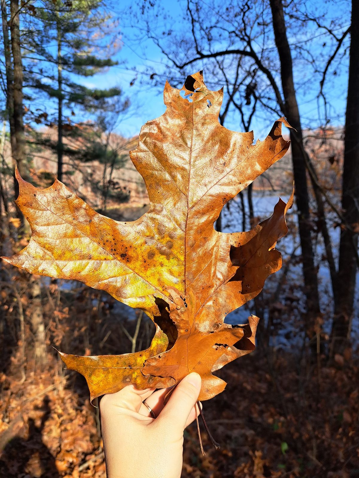 Why do leaves change color? 