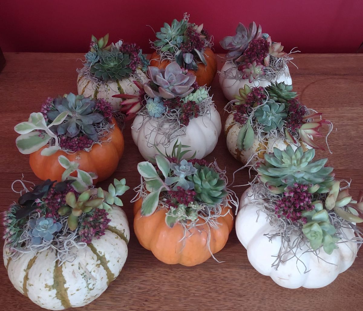 Succulent Pumpkin Arrangements