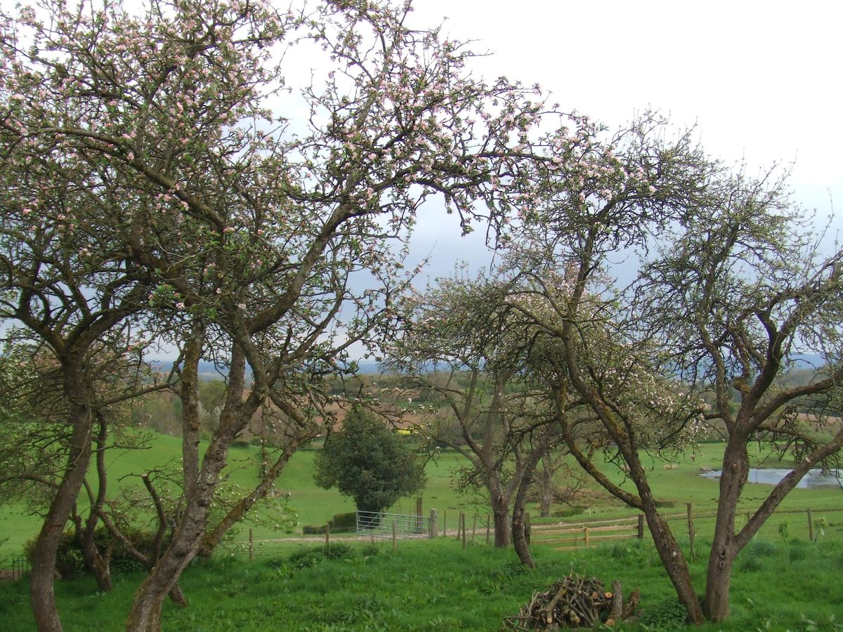 BASIC FRUIT TREE PRUNING AND GENERAL WOODLAND CARE