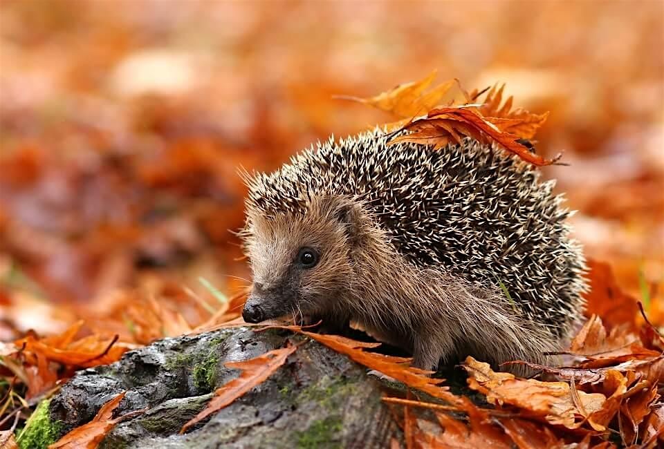 Fall Hedgehog Craft