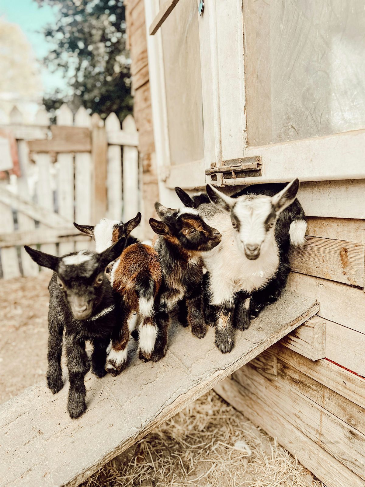 Intro Class to Goats & Chickens at Flowertown Charm Farm