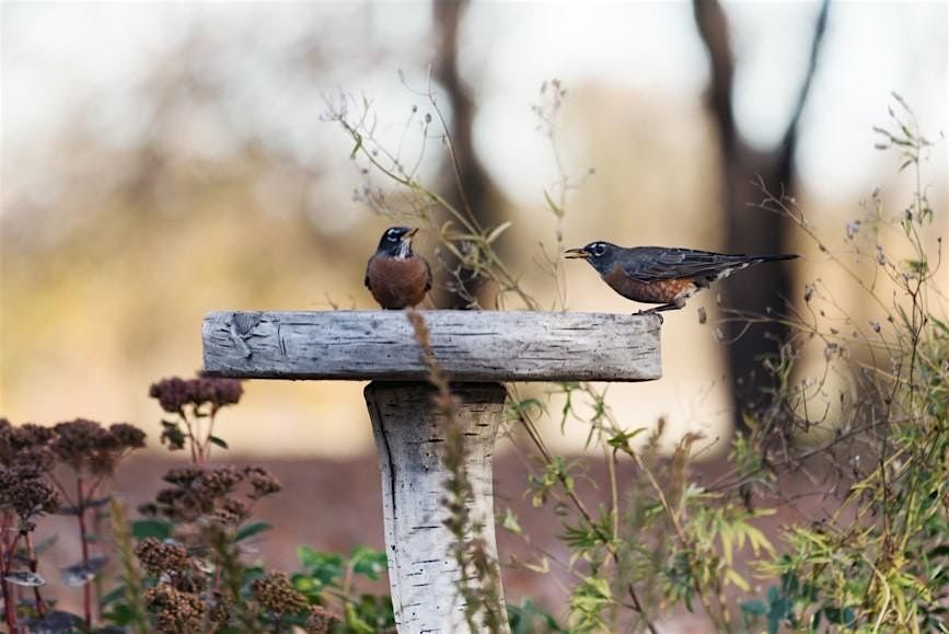 Gardening for the Birds