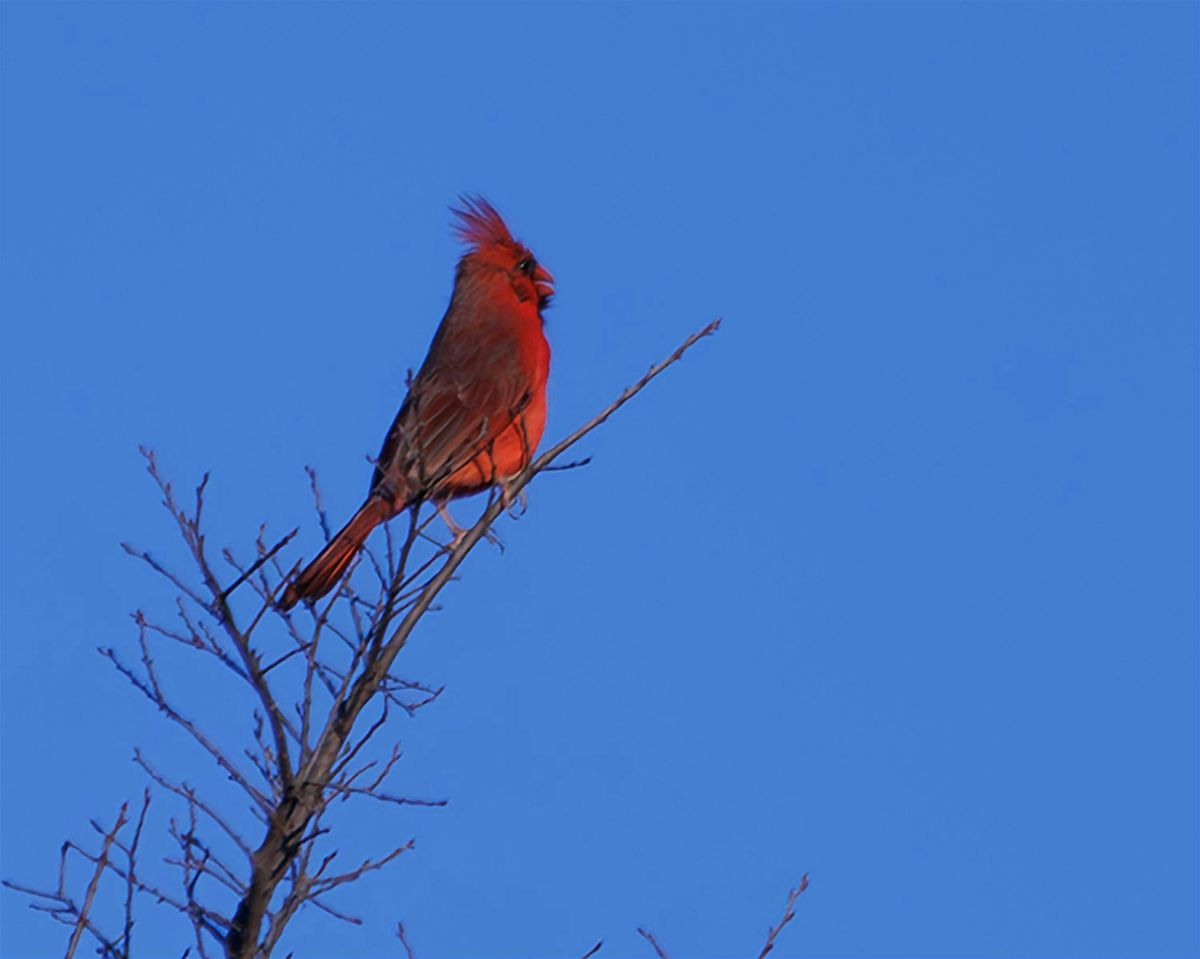 Headwaters 2nd Friday Birding with Sherie Gee