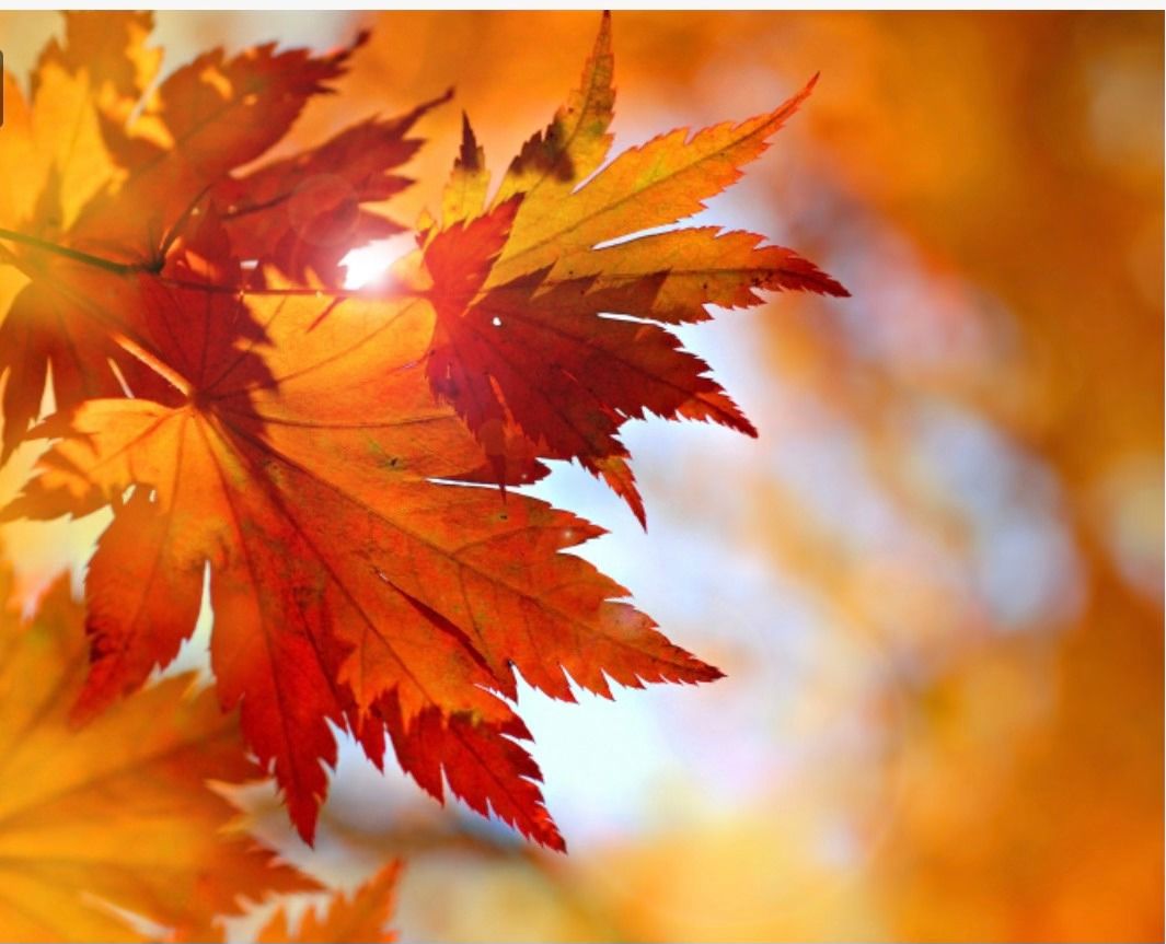 Watercolor Painting - Fall Leaves