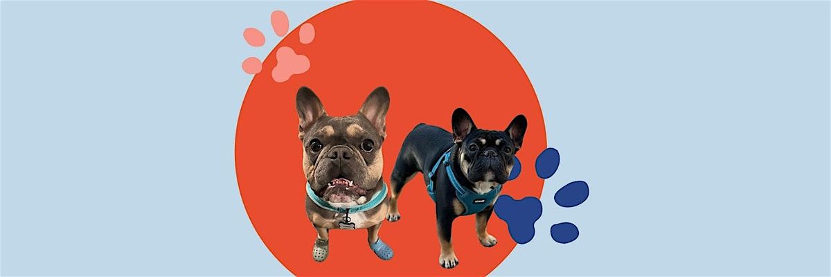 Frenchie Meet Up Hosted by @lilbennyfrenchie & @louie.v.tung_nyc!