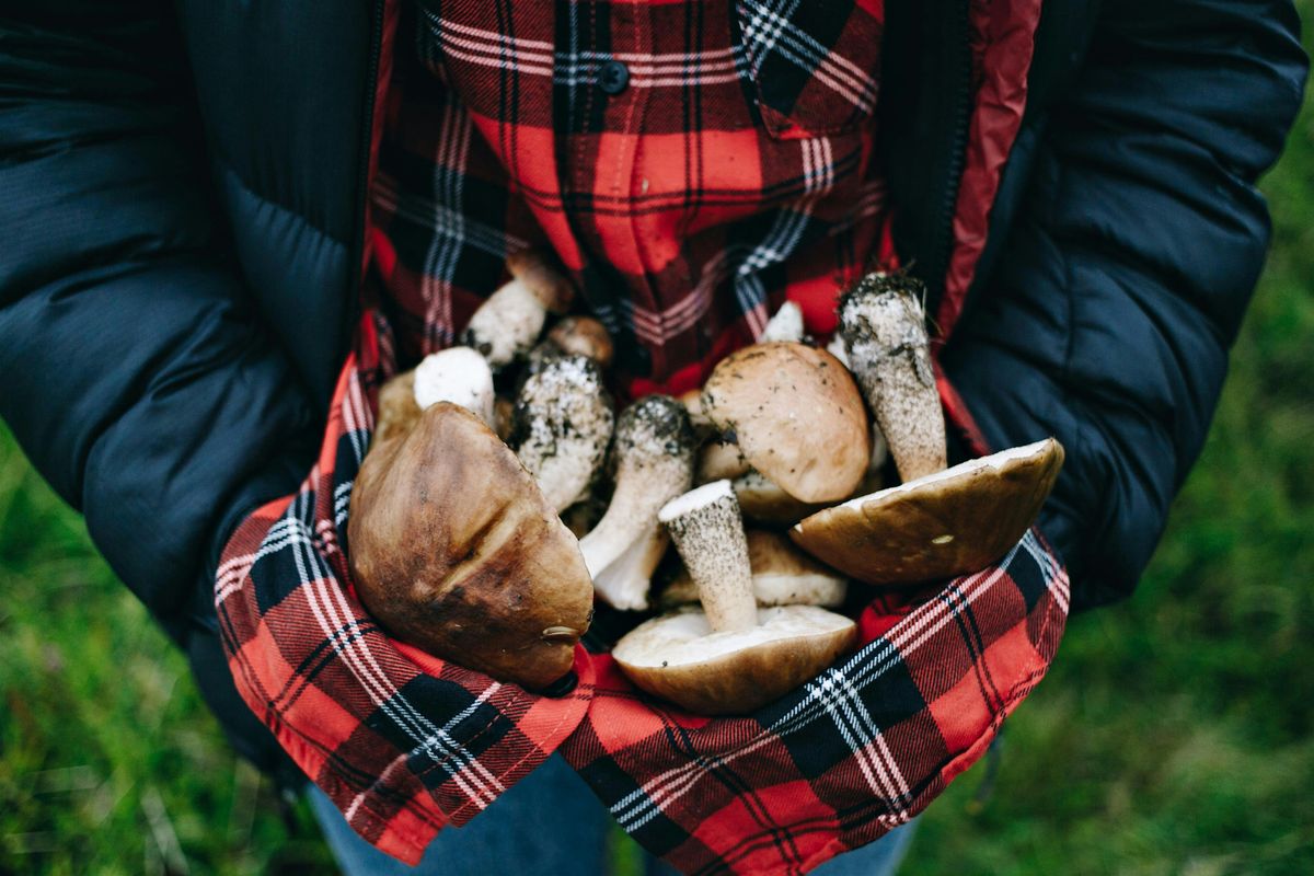 Nature Walk - Autumn Forage