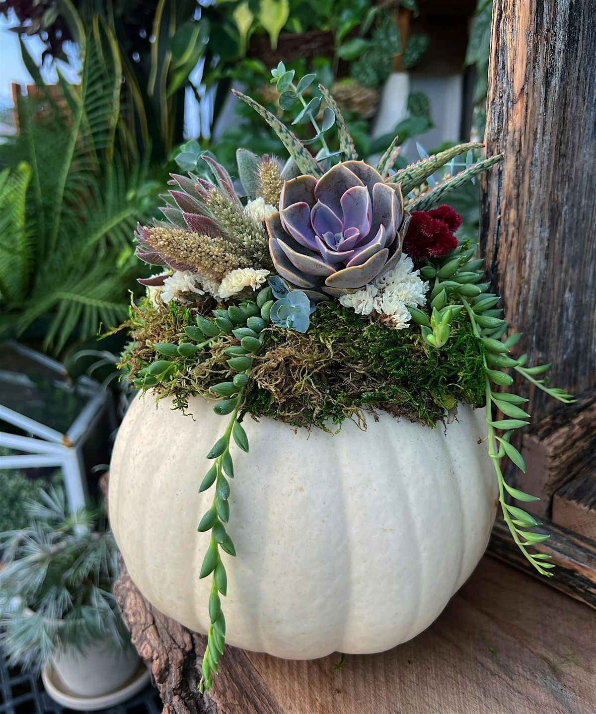 Pumpkin Succulent Workshop @ Ministry of Brewing