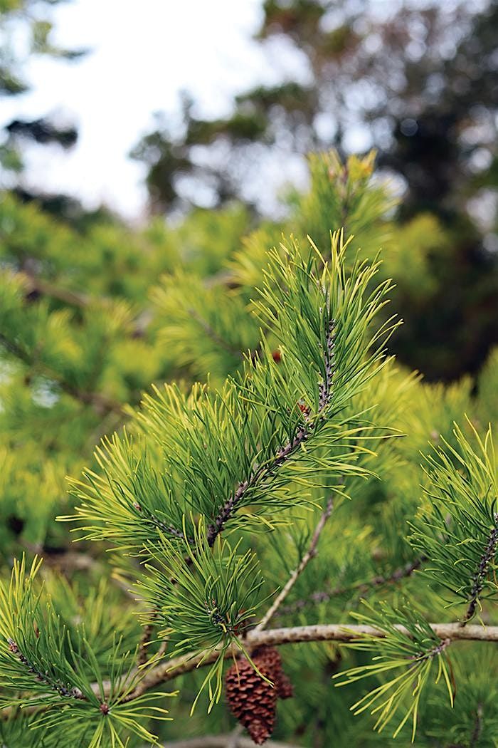 Conifers of Blithewold: Tuesday, March 4