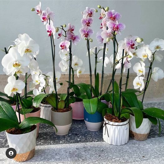 Orchid Workshop