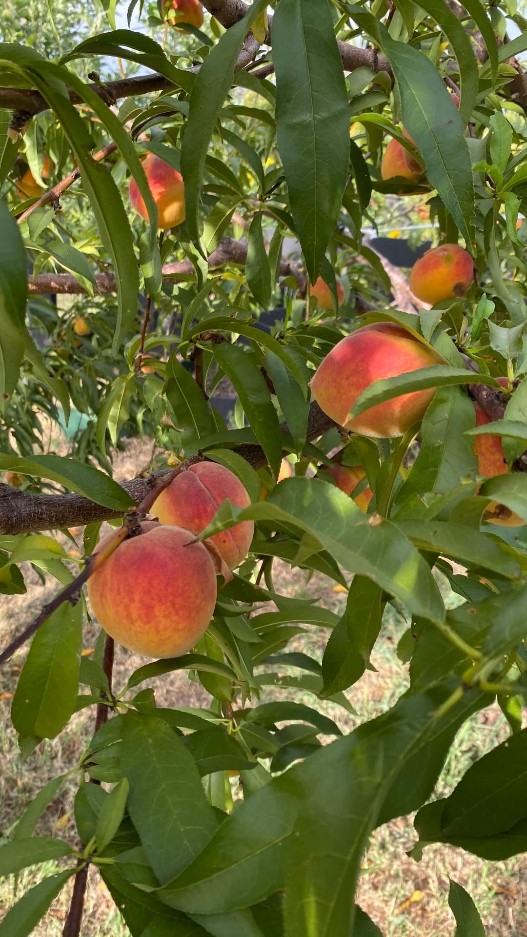 Growing Texas A&M Peach and Nectarine Varieties