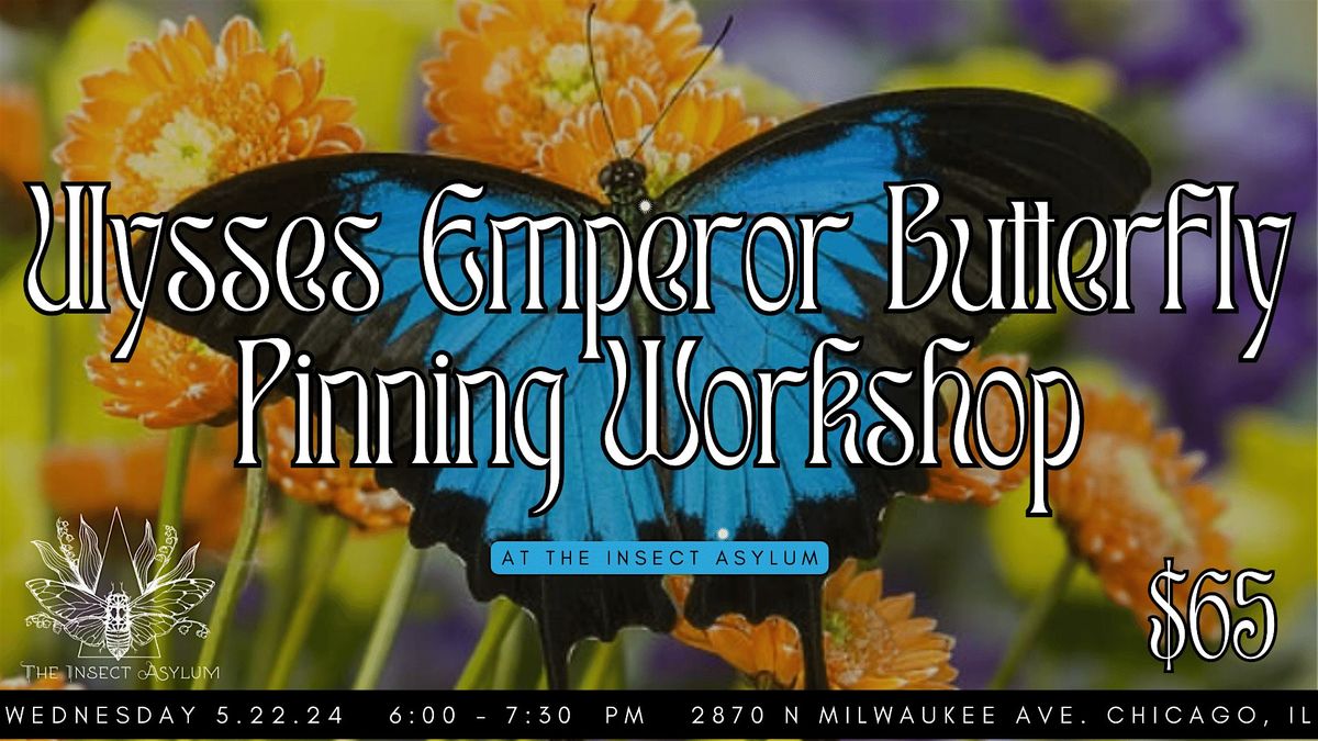 The Ulysses Emperor Butterfly Pinning Workshop