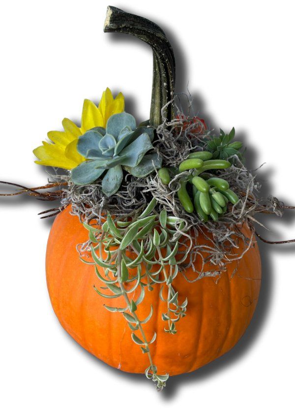 Succulent Pumpkin Workshop