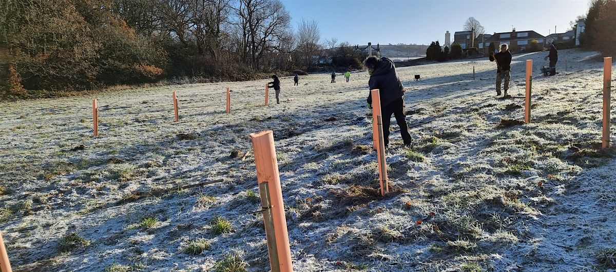 Tree Planting in Kirklees - Newsome ward