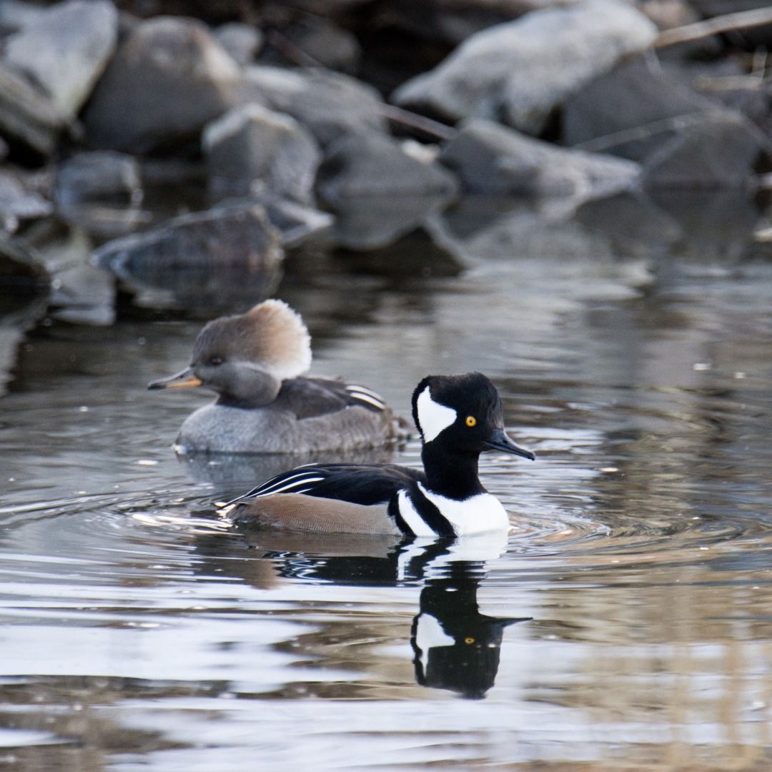 Providence Birding Outing