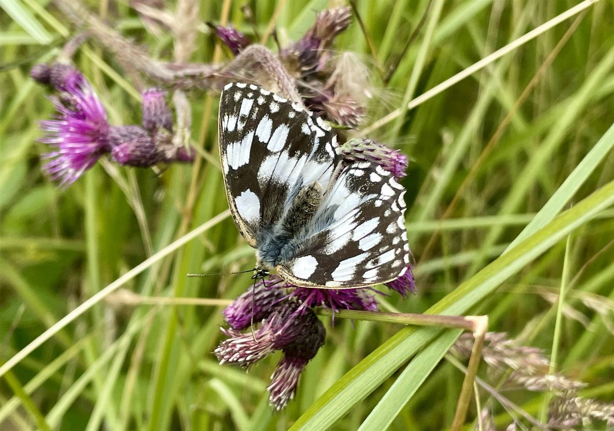 Home Educators Day - Butterflies and Bees at Woolley Firs Maidenhead - 23 July