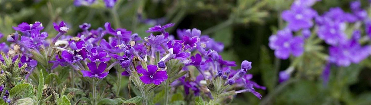 10-12-2024  African Violets