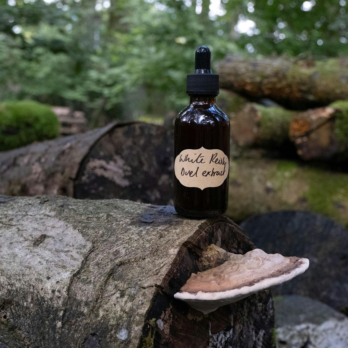 Wild Medicine Cabinet: Medicinal Mushrooms