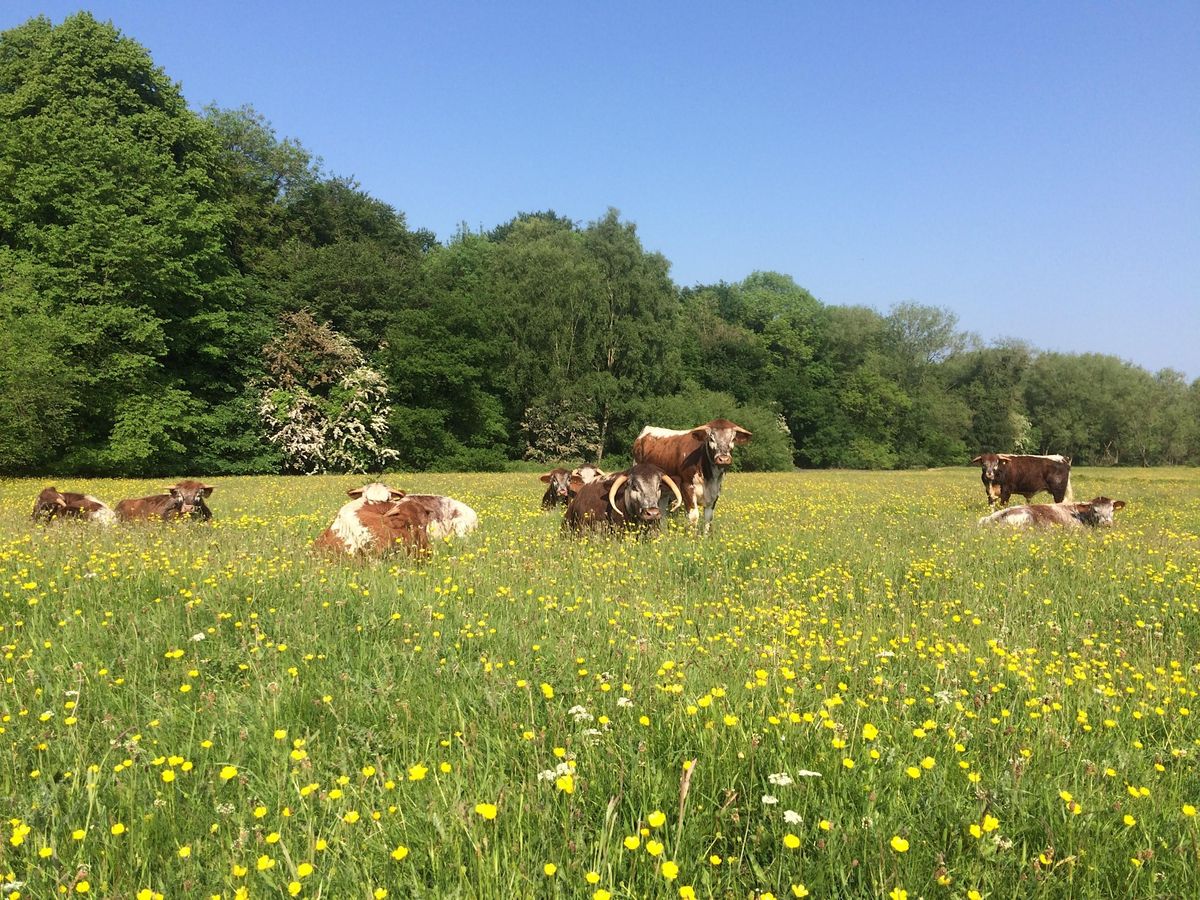 Meadow management at Macclesfield Riverside Park