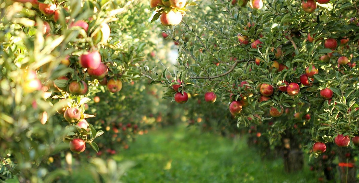 Fall Orchard Tree Care with Karin of Portland Nursery