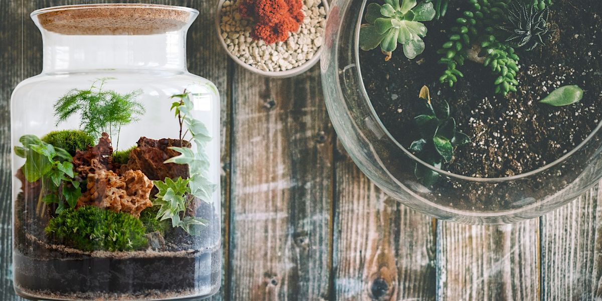 Botanical Bliss: An Afternoon of Wellness, Yoga, and Terrariums!