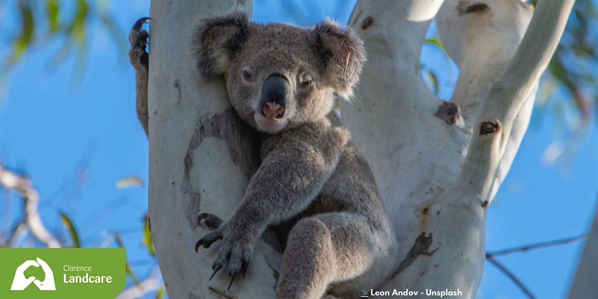 South Grafton Community Koala Information Day