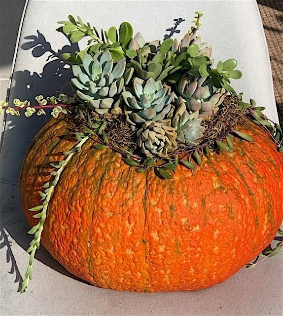 Succulent Pumpkins Workshop