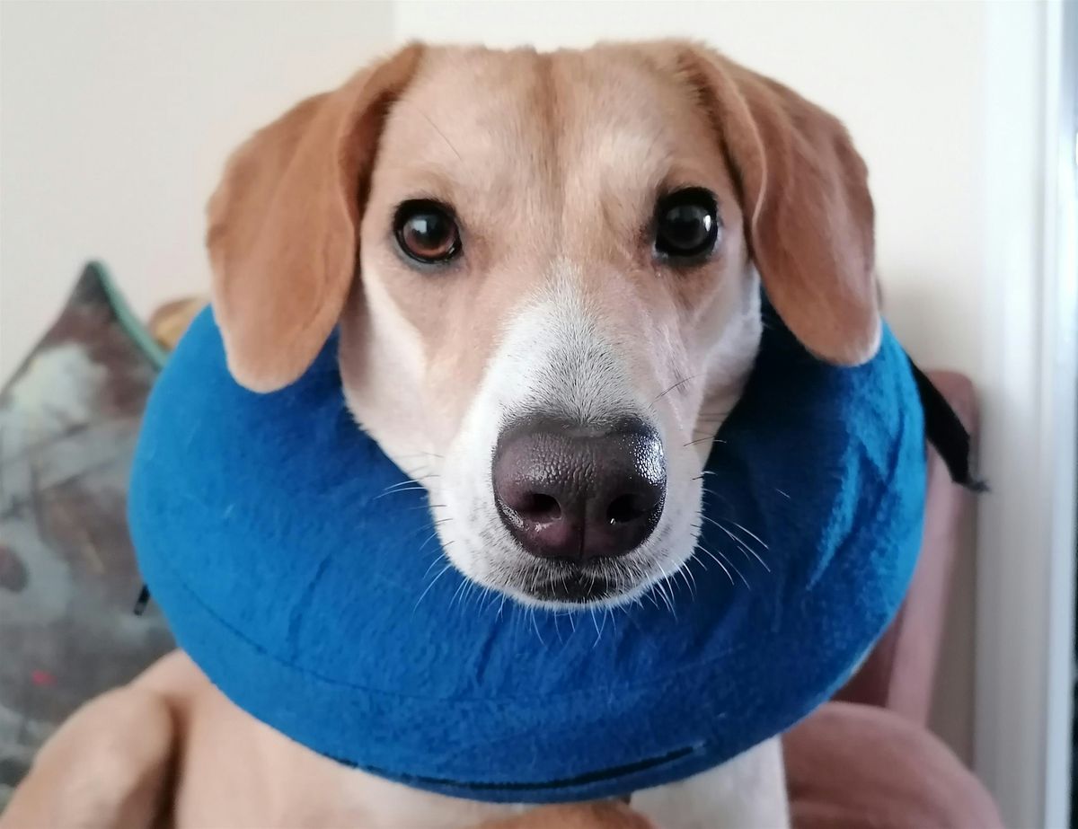 CPD Accredited Canine First Aid Course 6th December 2025