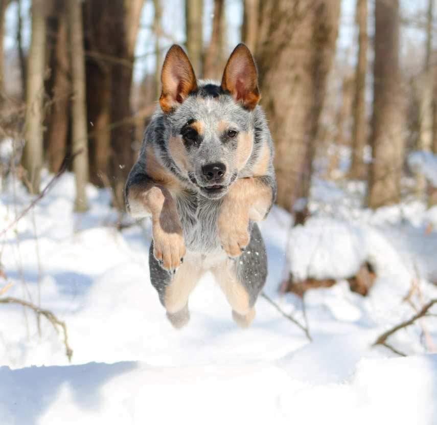 Holiday Photos Benefiting Buckeye ACD Rescue 