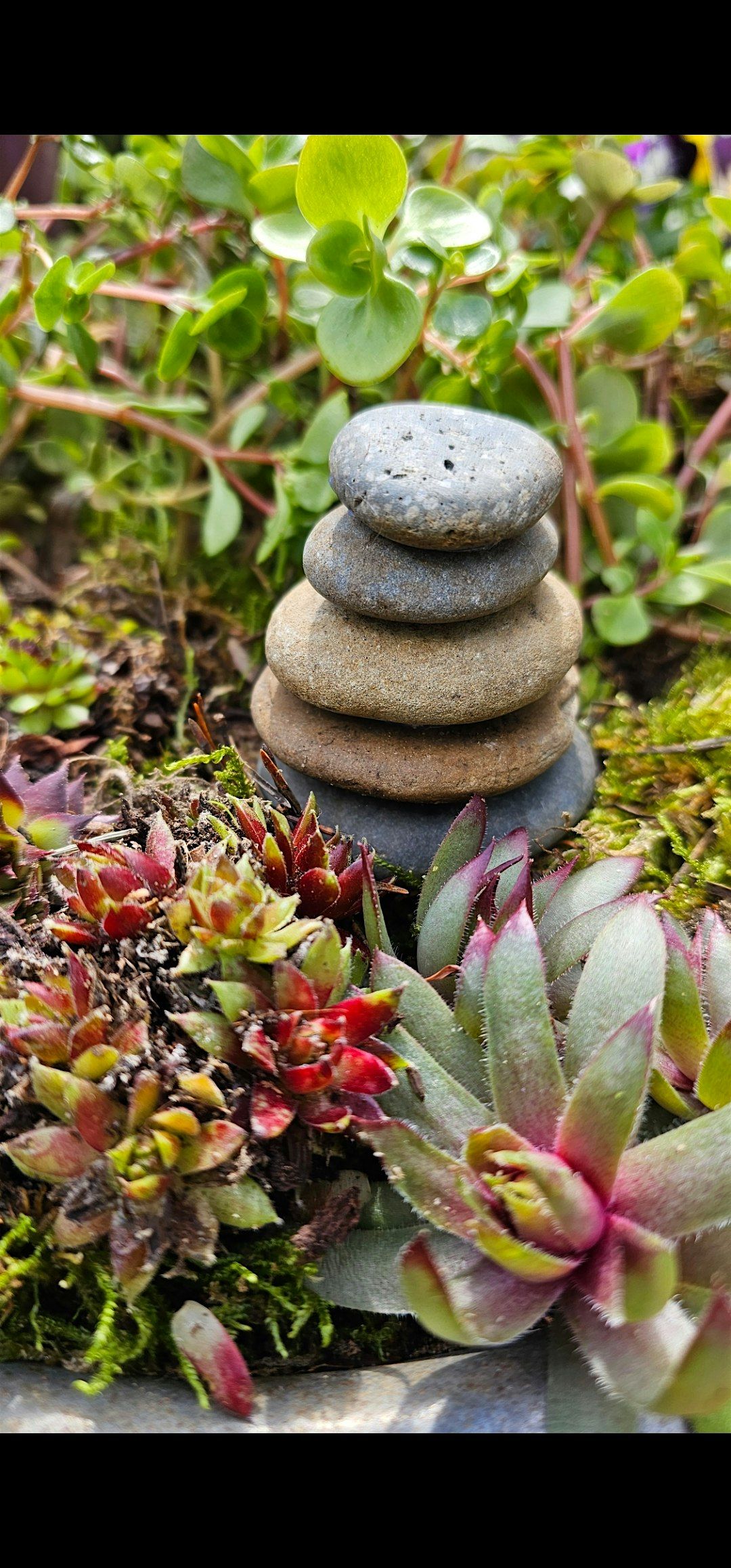 Create A Mini Alpine Garden