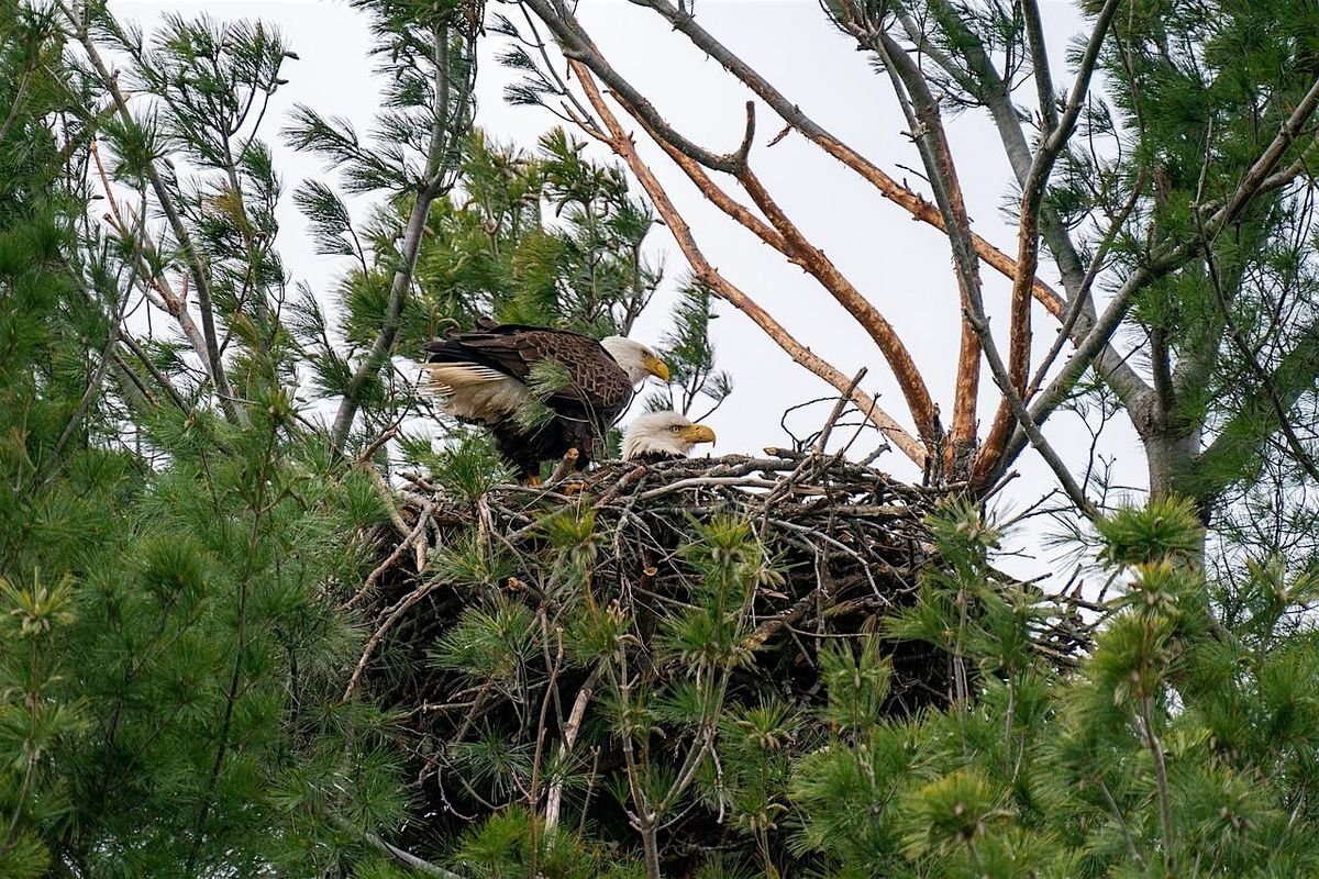 EcoWalk: Scrub Stroll and Eagle Walk