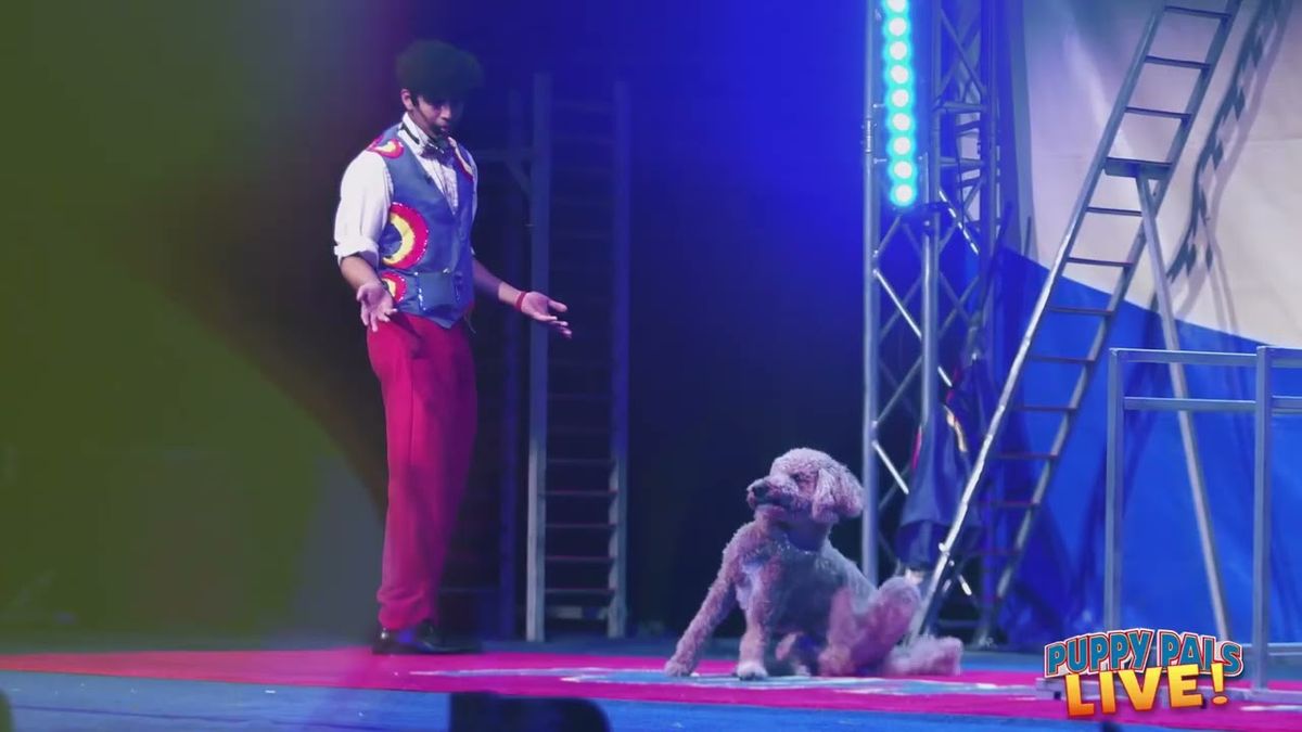 Puppy Pals Live - Goldsboro