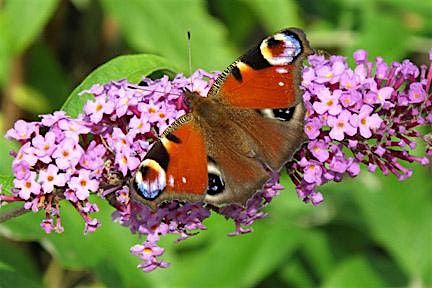 Spotting Brilliant Summer Butterflies at Ryton Pools Country Park